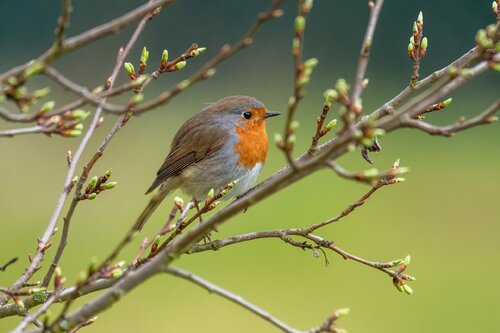 Robin