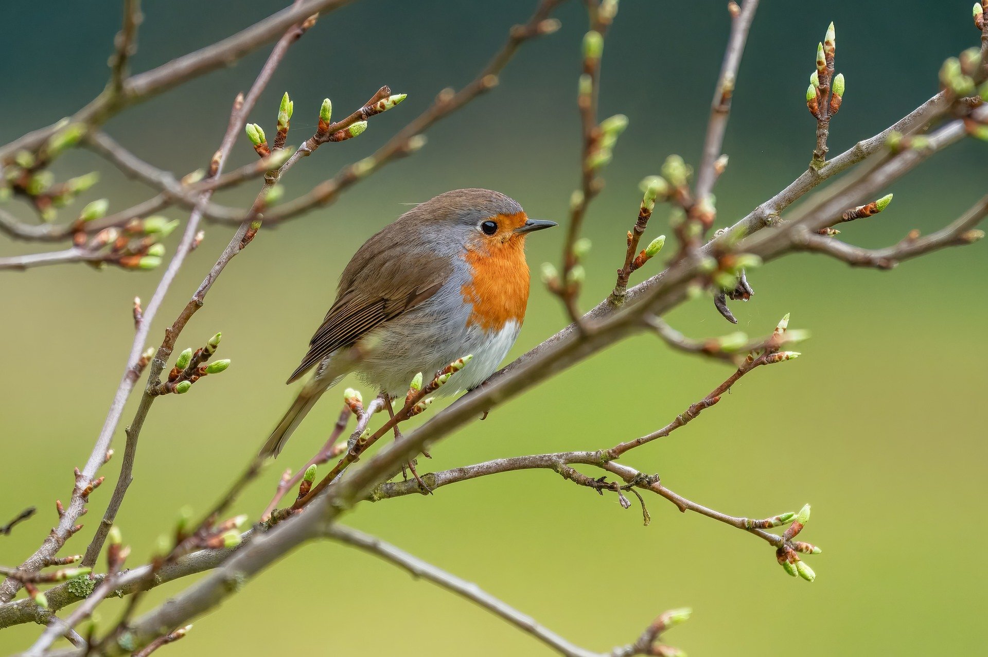 Robin