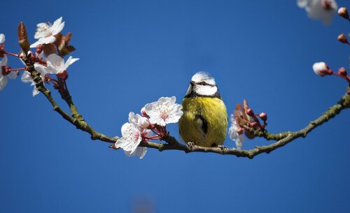 Blue Tit